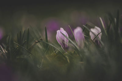 Close-up of crocus blooming outdoors