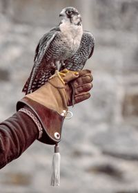 Bird on cropped hand wearing glove