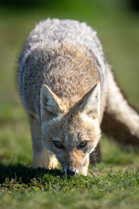 Close-up of fox on field