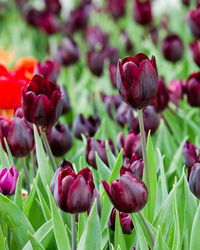 Close-up of pink tulips