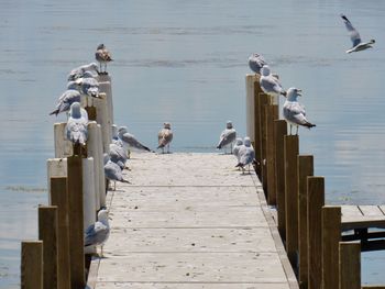 Seagulls perching on pier over lake