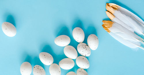 High angle view of shells against blue background