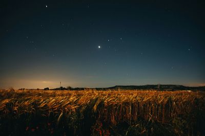 Scenic view of wheat crop in field at night