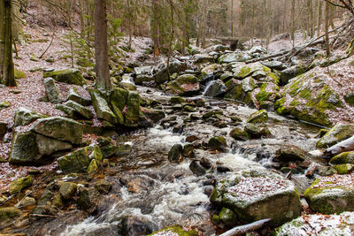 Scenic view of waterfall in forest