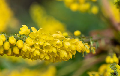 Close-up of yellow flowering plant