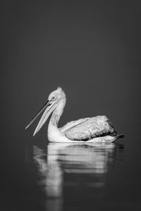 Close-up of pelican on lake