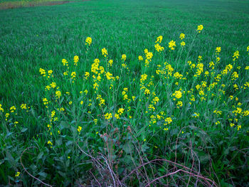 Yellow flowers growing on field