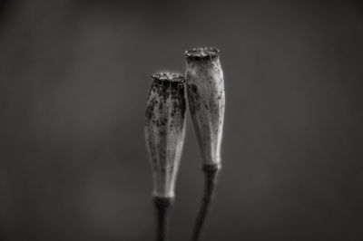 Close-up of flower buds against blue background