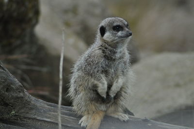 Portrait of meerkat standing outdoors