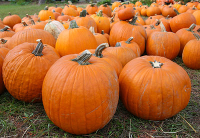 Pumkins at a pumkin patch 