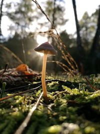 Close-up of mushroom growing on plant
