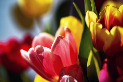 Close-up of red tulips