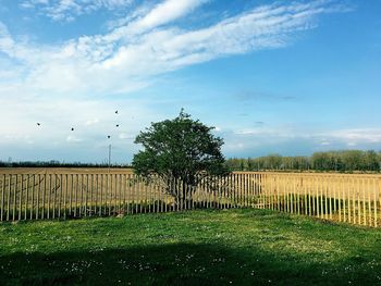 Scenic view of grassy field against cloudy sky