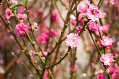 Close-up of pink flowers