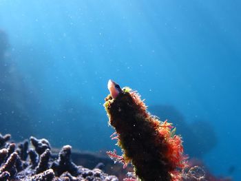 Close-up of corals in sea