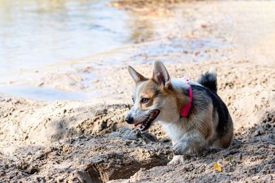 Happy welsh corgi pembroke dog playing and jumping in the water on the sandy beach