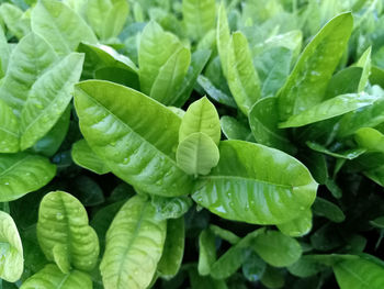 Close-up of wet leaves