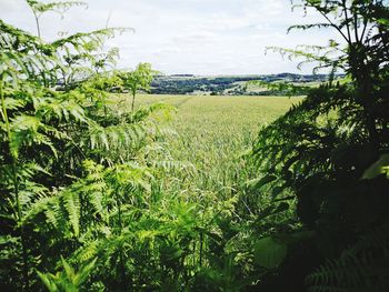 Scenic view of agricultural field against sky