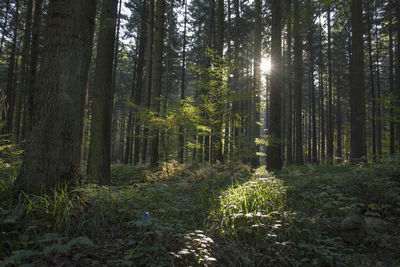 Trees growing in forest