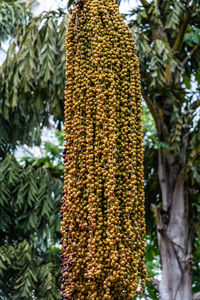 Low angle view of flowering plant growing on tree trunk