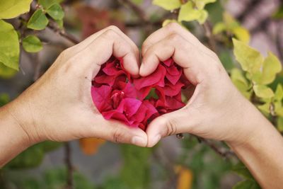 Close-up of hand holding rose