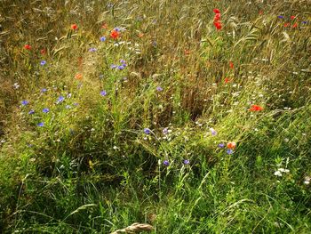 View of poppy flowers in field