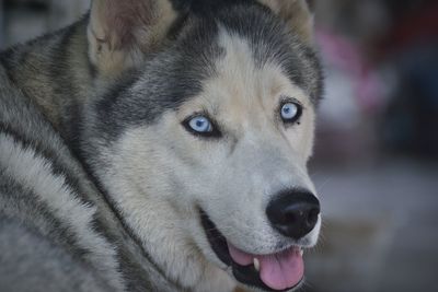 Close-up portrait of a dog