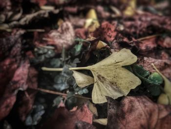 Close up of leaves