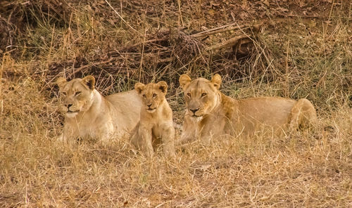 Sheep relaxing on hay