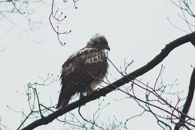 Low angle view of eagle perching on bare tree against sky