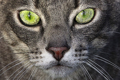 Close-up portrait of cat