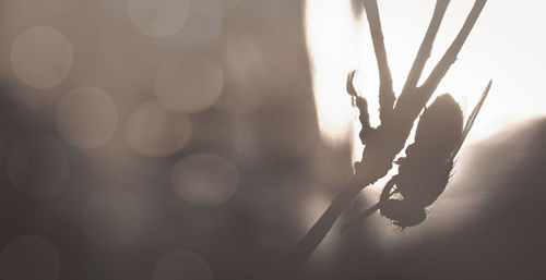 Close-up of plant against blurred background