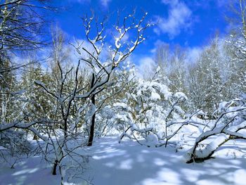 Bare trees on snow covered landscape against blue sky