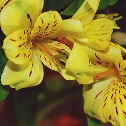 Close-up of yellow flowering plant