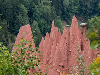 Scenic view of forest