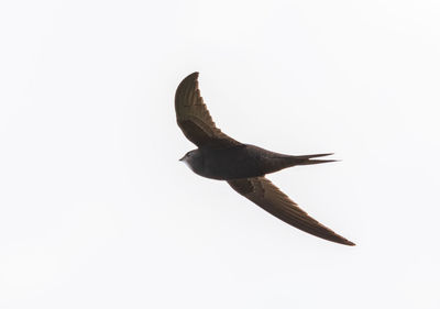 Low angle view of eagle flying against clear sky