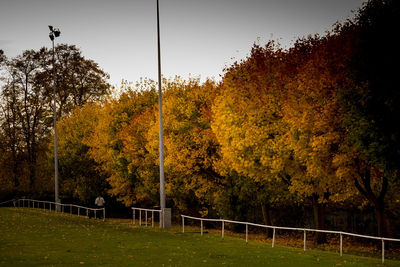 Trees and grass on field