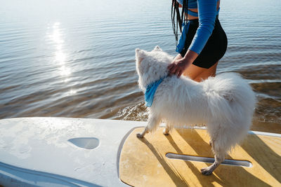 Dog breed japanese spitz standing on the sup board, woman preparing to paddleboarding with her pet