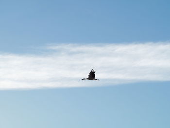 Low angle view of bird flying in sky