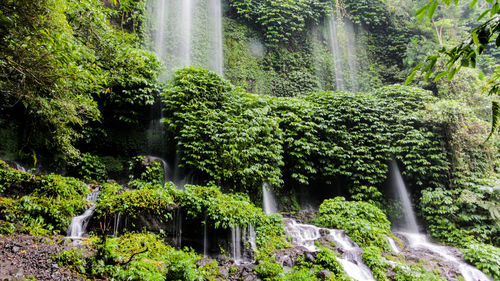 Scenic view of waterfall in forest