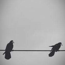 Low angle view of birds perching on tree