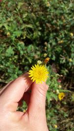Close-up of insect on hand holding flower against blurred background