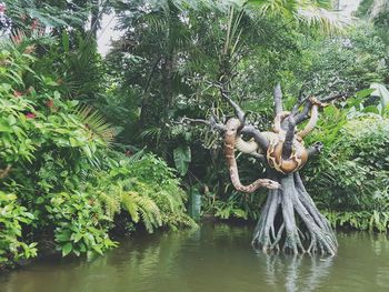 Statue by lake in forest