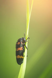 Close-up of insect on leaf