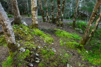 Moss growing on rocks in forest