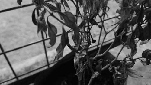 Close-up of flowering plant