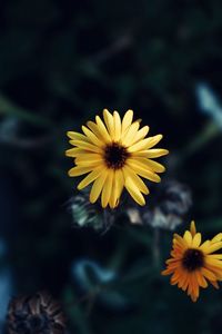 Close-up of yellow daisy