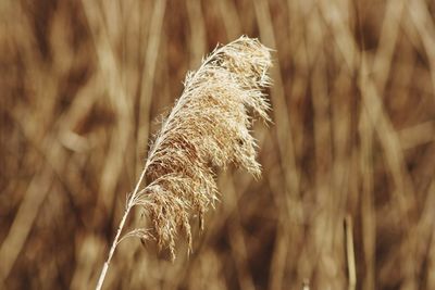 Close-up of stalks in field