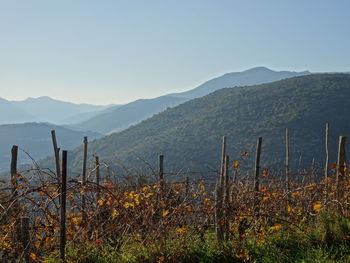 Scenic view of field against clear sky