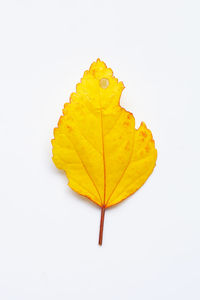 Close-up of yellow leaf on white background